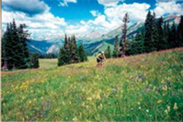 A scenic mountain landscape featuring a vibrant green meadow filled with wildflowers, under a bright blue sky with fluffy white clouds. In the foreground, a person is walking through the grass, surrounded by tall trees and distant mountain peaks. Trail 401 mountain bike trail.