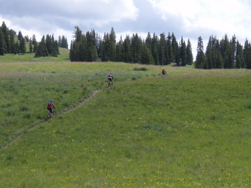 Two mountain bikers riding up a grassy hillside surrounded by a dense forest of coniferous trees under a partly cloudy sky. Trail 401 mountain bike trail.