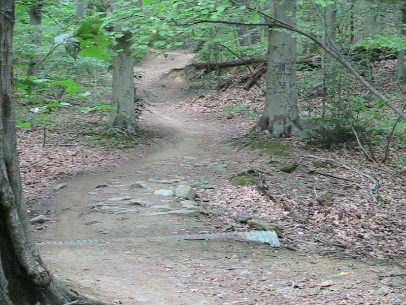 A winding dirt trail surrounded by trees in a forest. The path is covered with fallen leaves and small rocks, leading into the greenery of the woods. Sunlight filters through the leaves, creating a serene atmosphere. Patapsco Valley State Park (Avalon Area) mountain bike trail.