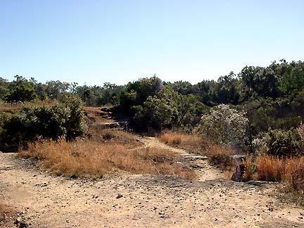 A dry, open landscape featuring a winding path through low shrubs and sparse vegetation under a clear blue sky. The scene includes areas of bare earth and patches of golden grass, with clusters of green trees in the background. Santos mountain bike trail.