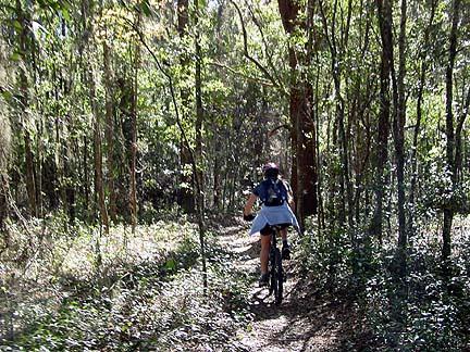 A person riding a mountain bike along a narrow trail in a lush, green forest surrounded by tall trees and dense underbrush. Santos mountain bike trail.