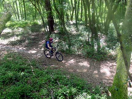 A person riding a mountain bike along a dirt trail in a lush, green forest, surrounded by trees and foliage. Santos mountain bike trail.
