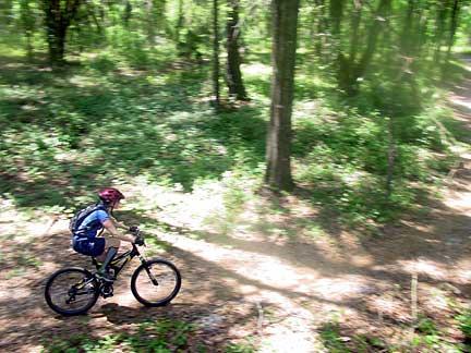 A child riding a mountain bike on a dirt path through a lush green forest, sunlight filtering through the trees. Santos mountain bike trail.