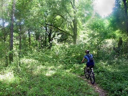 A person riding a mountain bike along a narrow, wooded trail surrounded by lush greenery and tall trees. The sun filters through the leaves, creating dappled light on the path. Santos mountain bike trail.