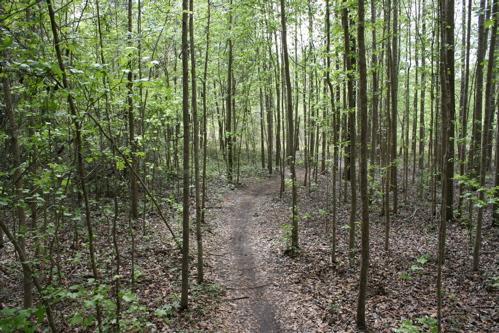 A winding dirt path through a lush green forest, surrounded by tall, slender trees and a carpet of fallen leaves. The scene is filled with vibrant foliage, creating a peaceful and serene natural environment. Santos mountain bike trail.