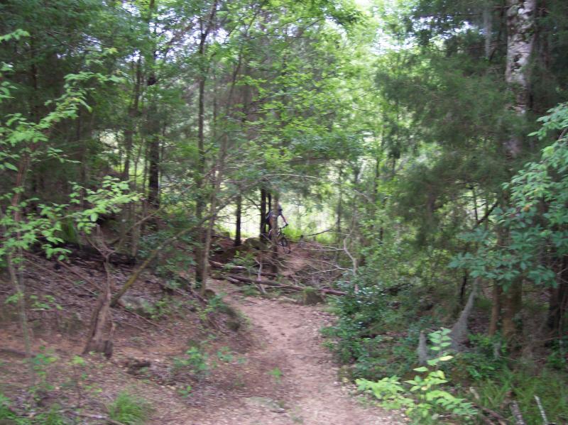 A winding dirt path meanders through a dense forest, surrounded by tall trees and greenery. A person riding a bicycle is visible in the distance, adding a sense of adventure to the natural landscape. Santos mountain bike trail.