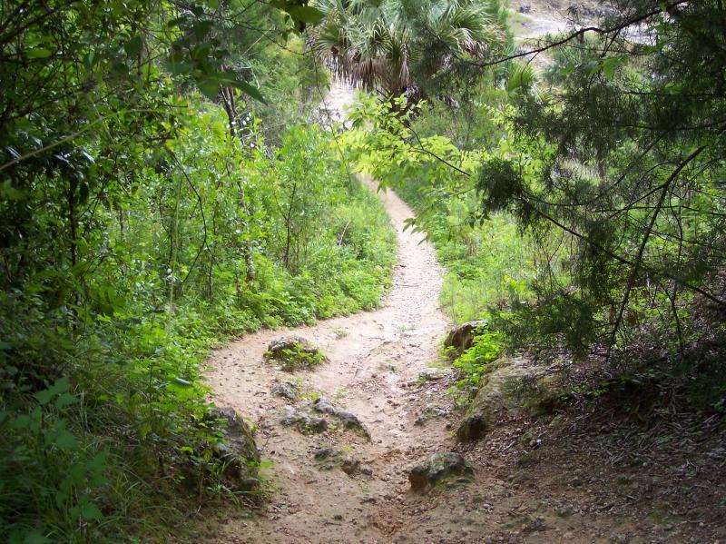 A winding dirt path surrounded by lush green vegetation, leading through a wooded area. The trail curves gently and is lined with small rocks and shrubs, creating a peaceful natural setting. Santos mountain bike trail.