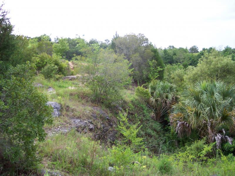 A lush green landscape featuring various shrubs and small trees, with rocky terrain in the foreground. A dirt path leads into the dense foliage in the background, showcasing a natural hillside environment. The scene is bright and airy, with patches of sunlight filtering through the trees. Santos mountain bike trail.