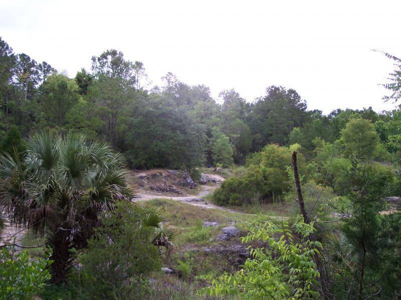 A serene landscape featuring a mix of lush green trees and rocky terrain, with a winding path visible through the vegetation. Palm trees and a variety of shrubs are scattered throughout the scene, leading to a natural, untouched environment under a cloudy sky. Santos mountain bike trail.