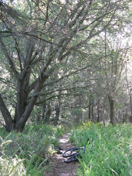 A narrow dirt path winds through a wooded area, surrounded by tall ferns and trees. A bicycle rests on its side near the path, with sunlight filtering through the leaves, creating a serene and natural atmosphere. Balm Boyette Scrub Preserve mountain bike trail.