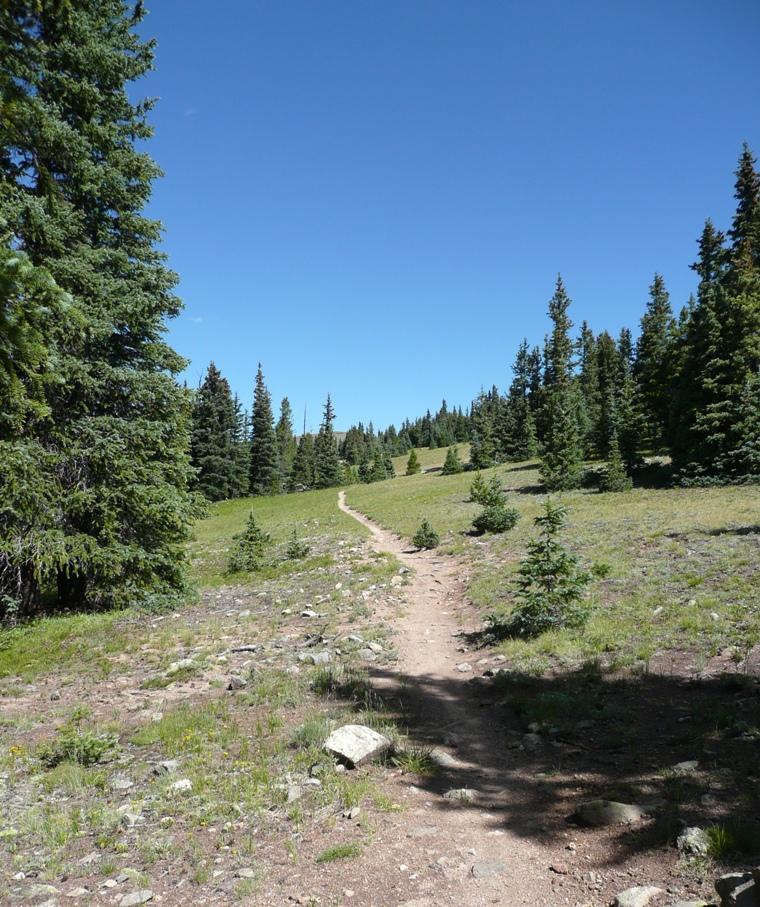 A winding dirt path leading through a green meadow surrounded by tall pine trees under a clear blue sky. Colorado Trail: Kenosha Pass To Breckenridge mountain bike trail.
