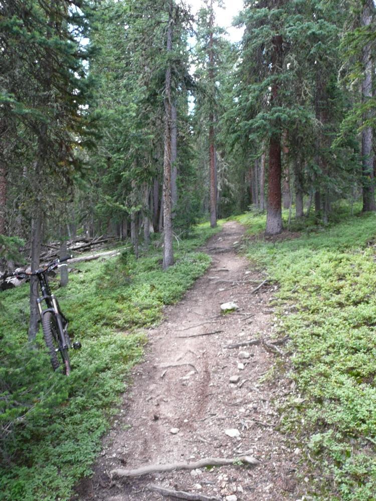 A narrow dirt trail winding through a lush green forest, flanked by tall pine trees. A mountain bike is leaning against a tree on the left side of the path. The ground is uneven with exposed roots and small rocks. Colorado Trail: Kenosha Pass To Breckenridge mountain bike trail.
