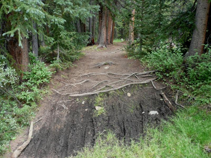A narrow dirt path winding through a dense forest, lined with tall trees and vegetation. The ground shows signs of recent use, with exposed roots and uneven terrain, and areas of darker soil. Lush greenery surrounds the path, indicating a vibrant natural landscape. Colorado Trail: Kenosha Pass To Breckenridge mountain bike trail.