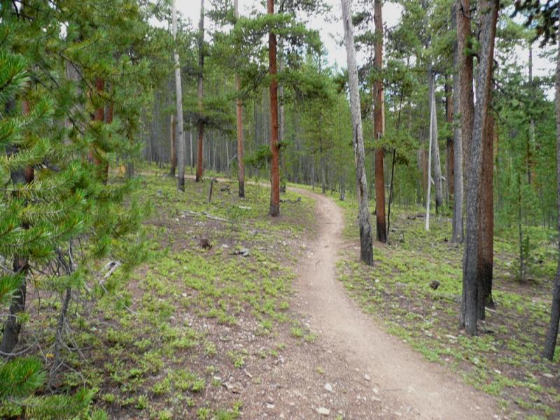 A winding dirt trail meanders through a lush forest, surrounded by tall trees and green underbrush. The path is flanked by various coniferous trees, showcasing a serene, natural landscape. Colorado Trail: Kenosha Pass To Breckenridge mountain bike trail.