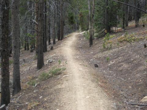 A dirt trail winding through a forest of tall, slender trees, with a mix of dry ground and scattered greenery along the sides. The path is bordered by sparse underbrush and rocky patches, creating a natural, tranquil atmosphere. Colorado Trail: Kenosha Pass To Breckenridge mountain bike trail.