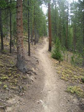 A dirt path winding through a dense forest of tall trees, with greenery and scattered rocks along the sides. The scene is tranquil and natural, depicting a serene outdoor environment. Colorado Trail: Kenosha Pass To Breckenridge mountain bike trail.