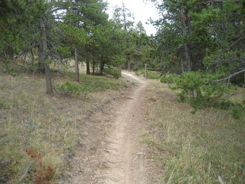 A narrow dirt path winding through a serene forest, surrounded by trees and patches of grass. Colorado Trail: Kenosha Pass To Breckenridge mountain bike trail.
