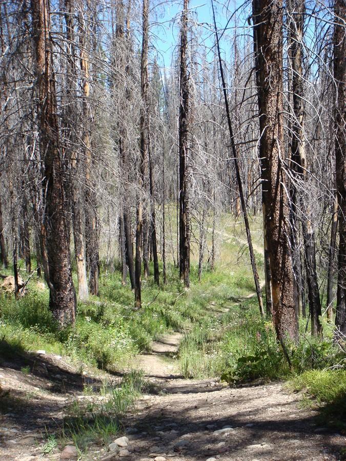 Path winding through a forest of mostly bare, charred trees, with patches of green grass and wildflowers visible on the ground. The scene is under a clear blue sky. Scotts Run / Hinman Creek mountain bike trail.