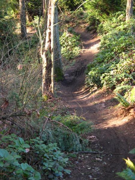 A dirt path winding through a wooded area, surrounded by lush greenery and trees, with a gentle slope and some rocks visible along the trail. Big Finn Hill mountain bike trail.