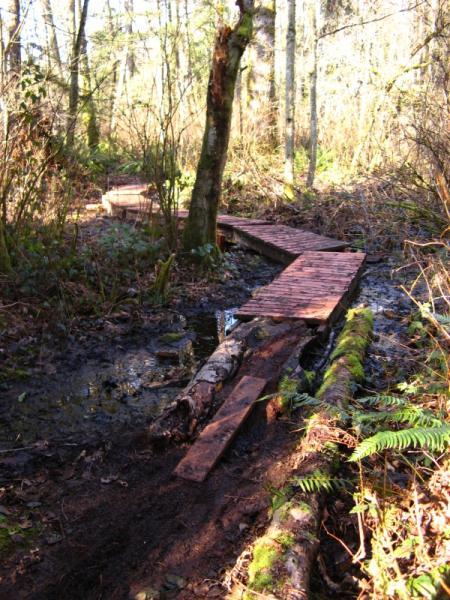 A wooden boardwalk winding through a marshy area, surrounded by trees and underbrush, with patches of sunlight filtering through the foliage. Big Finn Hill mountain bike trail.