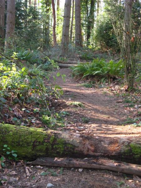 A forest pathway winding through tall trees, surrounded by lush greenery and ferns. A fallen log covered in moss lies across the trail. Sunlight filters through the branches, creating dappled light on the ground. Big Finn Hill mountain bike trail.