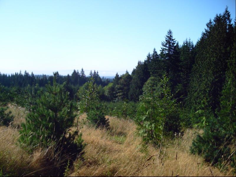 A scenic view of a forested area with a mixture of tall evergreen trees and smaller vegetation, set against a clear blue sky. The foreground features grassy patches with young trees, while a dense tree line stretches into the distance, creating a tranquil natural landscape. Victoria Tract - Pilchuck Tree Farm mountain bike trail.