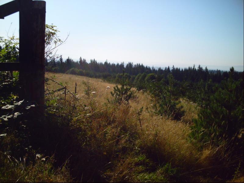 A serene landscape featuring tall grasses and scattered wildflowers, with a wooden fence post on the left. In the background, a lush forest of coniferous trees stretches towards the horizon under a clear blue sky. The scene conveys a peaceful and natural outdoor setting. Victoria Tract - Pilchuck Tree Farm mountain bike trail.