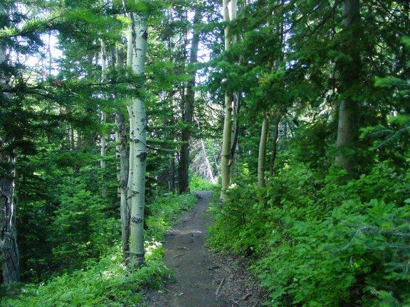 A narrow dirt path winding through a lush green forest, lined with tall trees and dense foliage. Sunlight filters through the leaves, creating a serene and inviting atmosphere. Mid Mountain mountain bike trail.