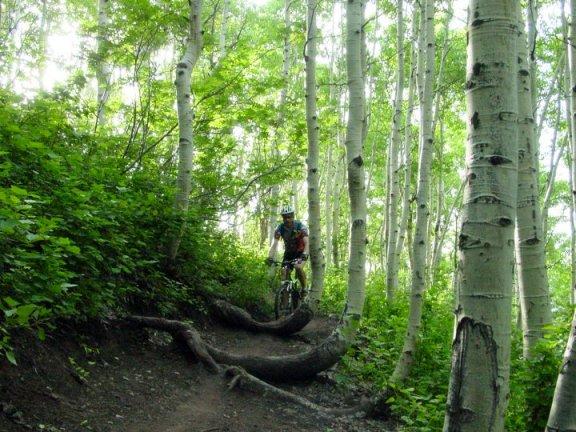 A mountain biker navigating a dirt trail surrounded by tall, white-barked aspen trees and lush greenery in a forest setting. Park City Town Loop mountain bike trail.