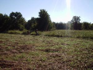 A sunlit field with tall grass and scattered trees in the background. The foreground shows freshly cut grass, indicating recent mowing. Rowlett Creek Preserve mountain bike trail.