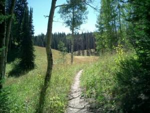 A winding dirt path through a sunny forest, flanked by tall green trees and wildflowers, leading to an open grassy field in the distance. Scotts Run / Hinman Creek mountain bike trail.
