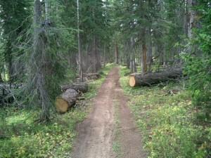 A dirt path winding through a forest, lined by tall trees and fallen logs. The ground is covered with patches of green foliage and the atmosphere appears calm and natural. CDT / Wyoming Trail #1101: Dumont Lake to Buffalo Pass mountain bike trail.