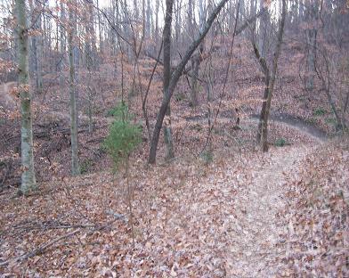 A winding dirt trail through a forest with bare trees and fallen leaves, set in a serene, natural landscape during late autumn. Itusi @ Lake Norman State Park mountain bike trail.