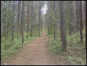 A peaceful dirt trail winding through a forest of tall trees, surrounded by lush greenery and underbrush. The path is clear, leading into the depths of the woods. Peaks Trail mountain bike trail.