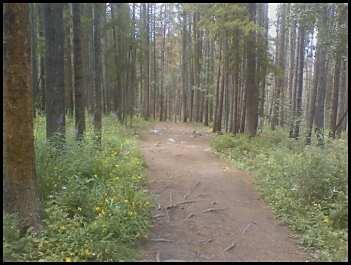 A dirt path winding through a dense forest with tall trees and patches of green foliage on either side. Peaks Trail mountain bike trail.