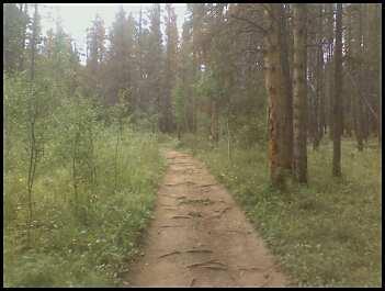 A narrow dirt path winding through a forest, flanked by tall trees and lush green vegetation on either side. The scene is tranquil and filled with the natural beauty of the outdoors. Peaks Trail mountain bike trail.