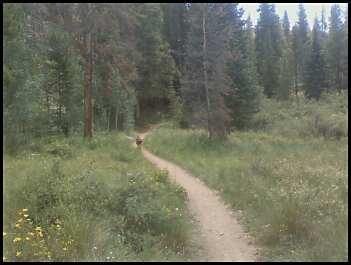 A winding dirt path through a lush green forest, surrounded by tall trees and colorful wildflowers. The scene is peaceful and inviting, suggesting a serene outdoor hiking experience. Peaks Trail mountain bike trail.