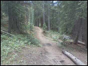 A dirt trail winding through a lush forest, surrounded by tall trees and scattered fallen branches. The path is lined with greenery, leading deeper into the woods. Peaks Trail mountain bike trail.