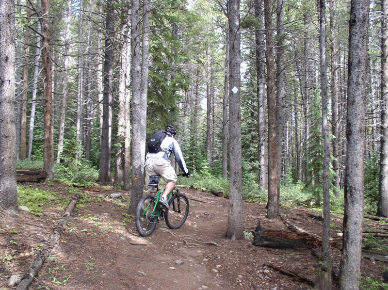 A mountain biker riding along a dirt trail in a forest, surrounded by tall trees and greenery, with sunlight filtering through the leaves. Peaks Trail mountain bike trail.