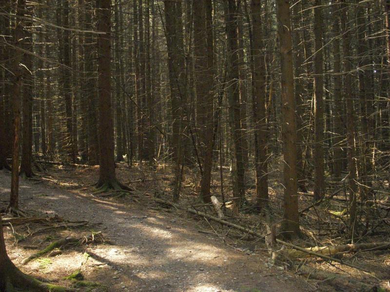 A narrow, winding path through a dense forest of tall, slender trees with dark bark and sparse foliage. Sunlight filters through the trees, casting soft, dappled light on the dirt path, while scattered branches and moss cover the ground. Highland Forest mountain bike trail.