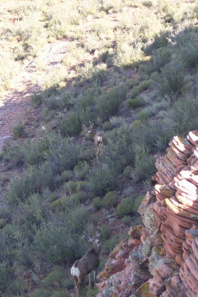 Two deer are partially visible in a lush, green landscape of shrubs and rocky terrain. The foreground features a stack of rocks, while the deer can be seen grazing or moving through the vegetation in the background. Devil's Backbone mountain bike trail.