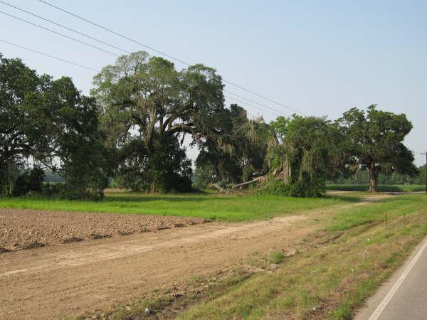 Landscape featuring a dirt road bordered by lush green grass and large oak trees draped with Spanish moss. In the foreground, a plowed field is visible. Utility poles line the background against a clear sky. Lake Fausse Pointe Trail System mountain bike trail.