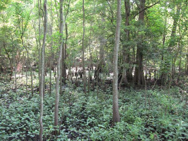 A lush, green forest scene featuring a dense cluster of deciduous trees, with a rich undergrowth of bushes and plants. Sunlight filters through the canopy, creating dappled light patterns on the ground. The area appears to be wetland, with some water visible among the vegetation, adding to the serene, natural atmosphere. Lake Fausse Pointe Trail System mountain bike trail.