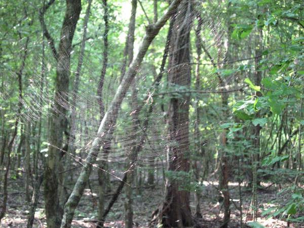 A spider web glistening in sunlight, suspended between tree branches in a dense forest. The background features tall trees and green foliage, creating a natural woodland setting. Lake Fausse Pointe Trail System mountain bike trail.