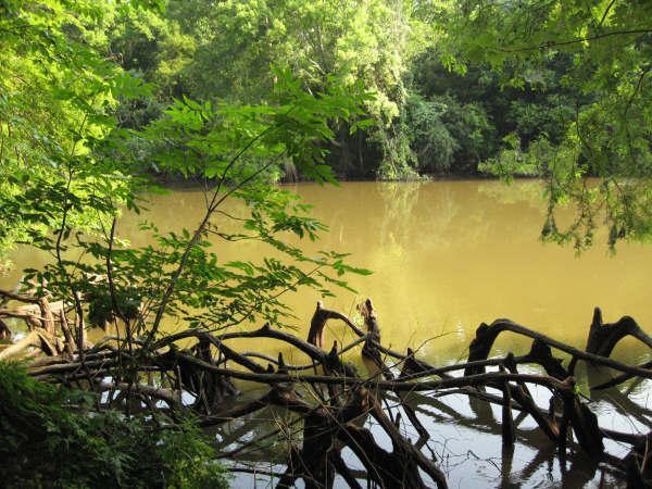 A tranquil riverside scene featuring a calm, muddy river surrounded by lush green trees and foliage. In the foreground, gnarled tree roots extend into the water, creating a natural frame. The overall atmosphere is peaceful and vibrant, capturing the beauty of nature. Lake Fausse Pointe Trail System mountain bike trail.