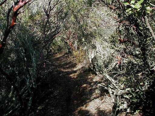 A narrow dirt path winding through dense, leafy vegetation, with branches arching overhead, creating a natural tunnel effect. The scene is rich in greenery, indicating a lush, forested area. Salmon Falls: Sweetwater Loop mountain bike trail.