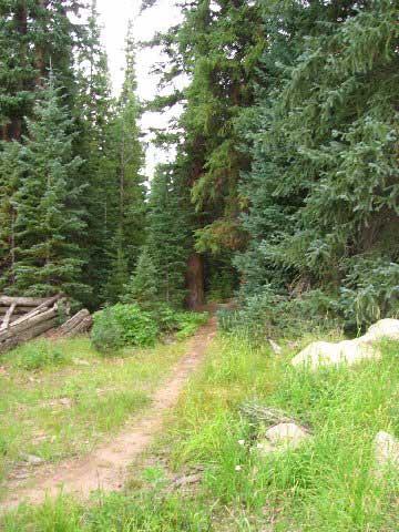 A narrow dirt path winding through a dense forest of evergreen trees, surrounded by lush green grass and shrubs. The trail is flanked by fallen logs, leading deeper into the woods. Trestle Bike Park mountain bike trail.