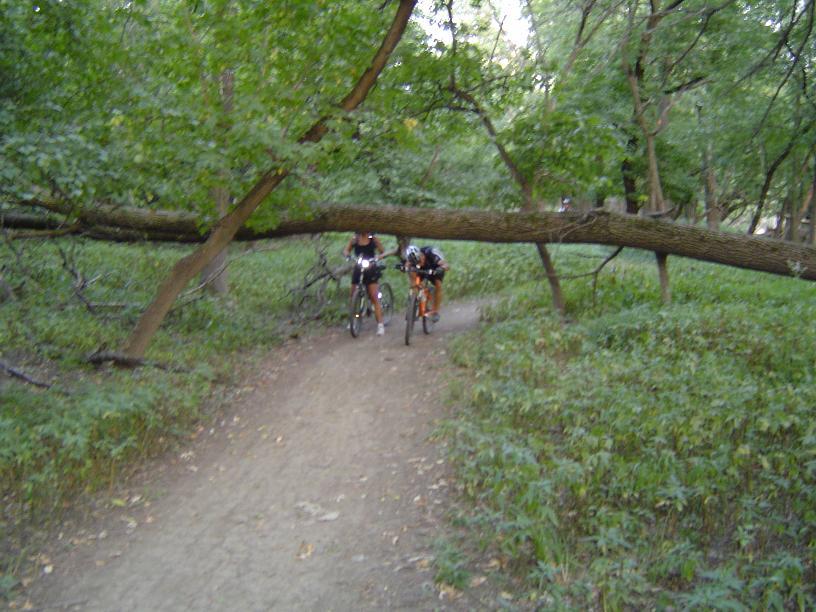 Two cyclists navigating a dirt path under a fallen tree branch in a lush, green wooded area. Thatcher Woods mountain bike trail.