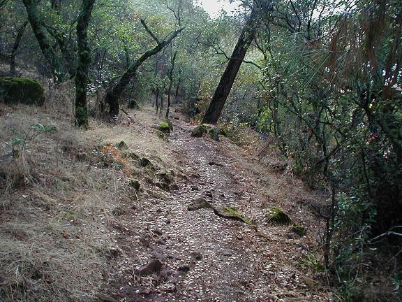 A narrow path winding through a wooded area, lined with trees and shrubs. The trail is partially covered with small stones and patches of grass, surrounded by earthy tones of soil and rocks. Sweetwater Trail mountain bike trail.