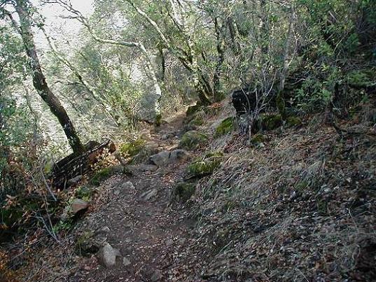 A winding dirt path through a dense forest, surrounded by trees and patches of grass and moss. The trail is rocky and narrow, leading deeper into the wooded area. Sweetwater Trail mountain bike trail.